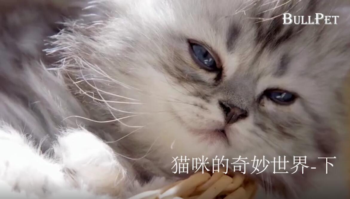 猫咪的奇妙世界-下