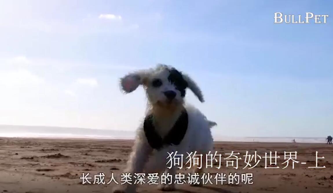 狗狗的奇妙世界-上