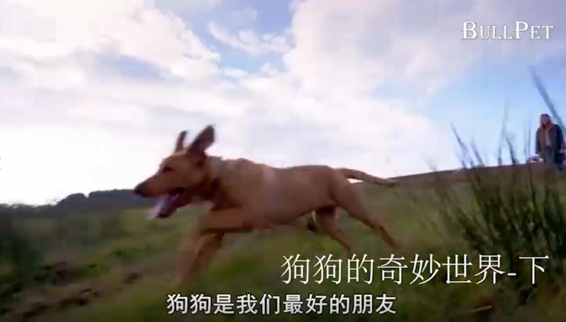 狗狗的奇妙世界-下