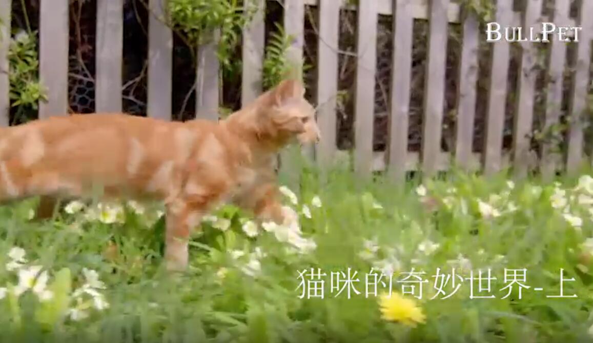 猫咪的奇妙世界-上