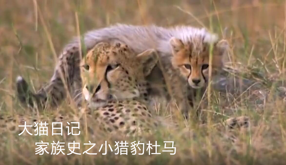 大猫日记-家族史之小猎豹杜马